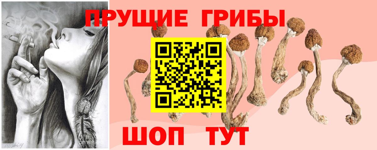 Псилоцибиновые грибы Cubensis Пушкино